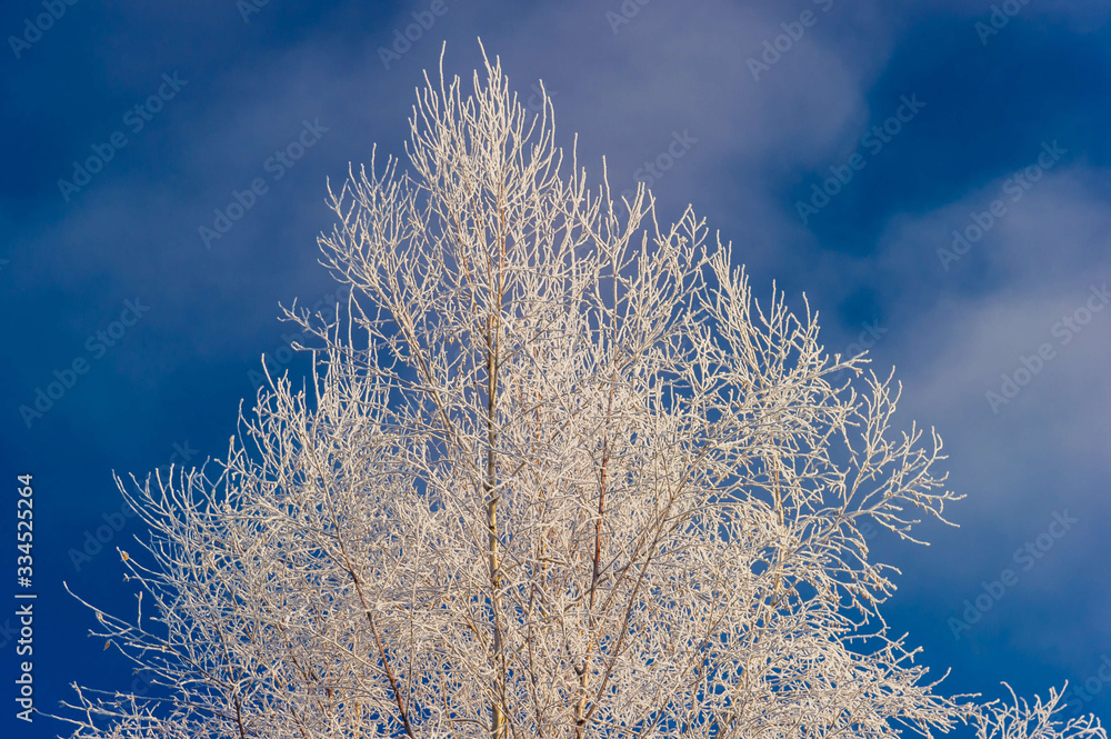 Frost covered bare tree in Stowe Vermont USA Frost covered bare tree in Stowe Vermont USA