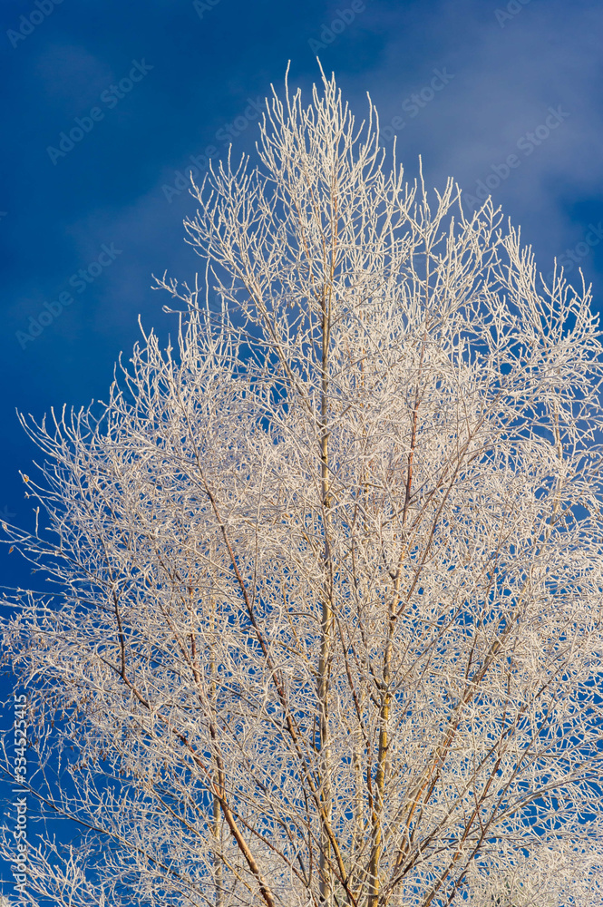Frost covered bare tree in Stowe Vermont USA Frost covered bare tree in Stowe Vermont USA