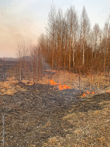 Burning grass. Fire in the field.