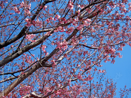 deep pink cherry blossoms © meiko_KODAKA