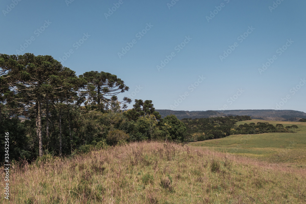 Obraz premium Brazilian Nature Landscapes River Farm Animals