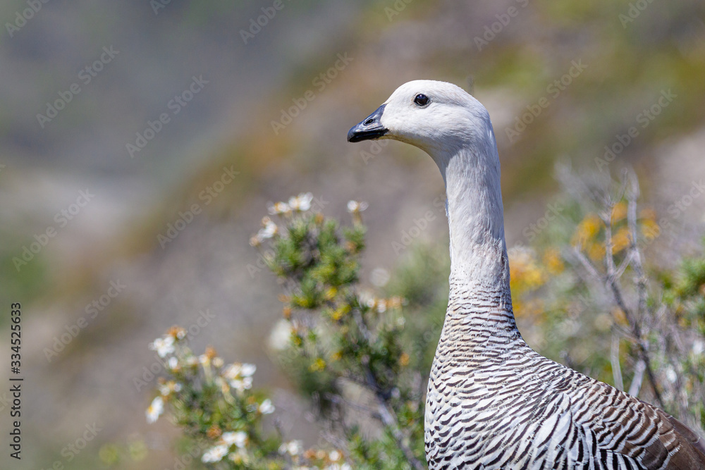 Close up of Upland Goose male (Chloephaga picta) on nature Close up of Upland Goose male (Chloephaga picta) on nature