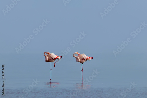 Wild african birds. Two birds of pink african flamingos  walking around the blue lagoon on a sunny day © Yuliia Lakeienko