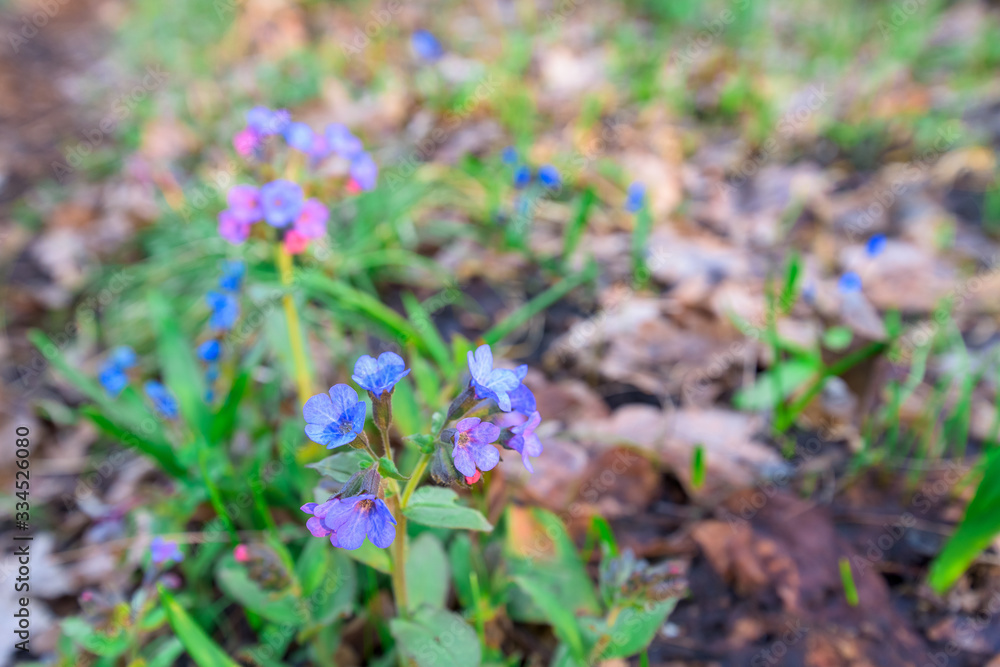 the first spring blooming snowdrops are blue at sunset , illuminated by rays. spring forest with flowers. space for text.