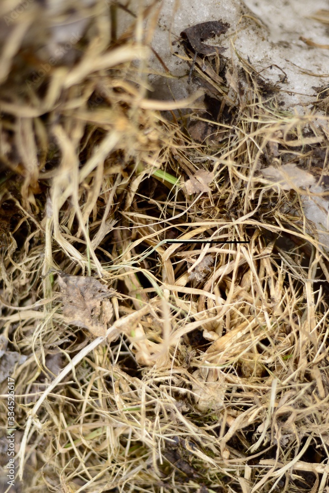 Last year's dry grass on the ground. Hay. Background. Blurred focus. Selective focus. Last year's dry grass on the ground. Hay. Background. Blurred focus. Selective focus.