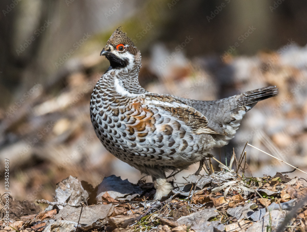 Grouse Grouse