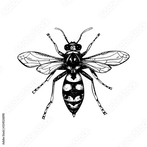 Hand drawn wasp isolated on white. Vector illustration in sketch style