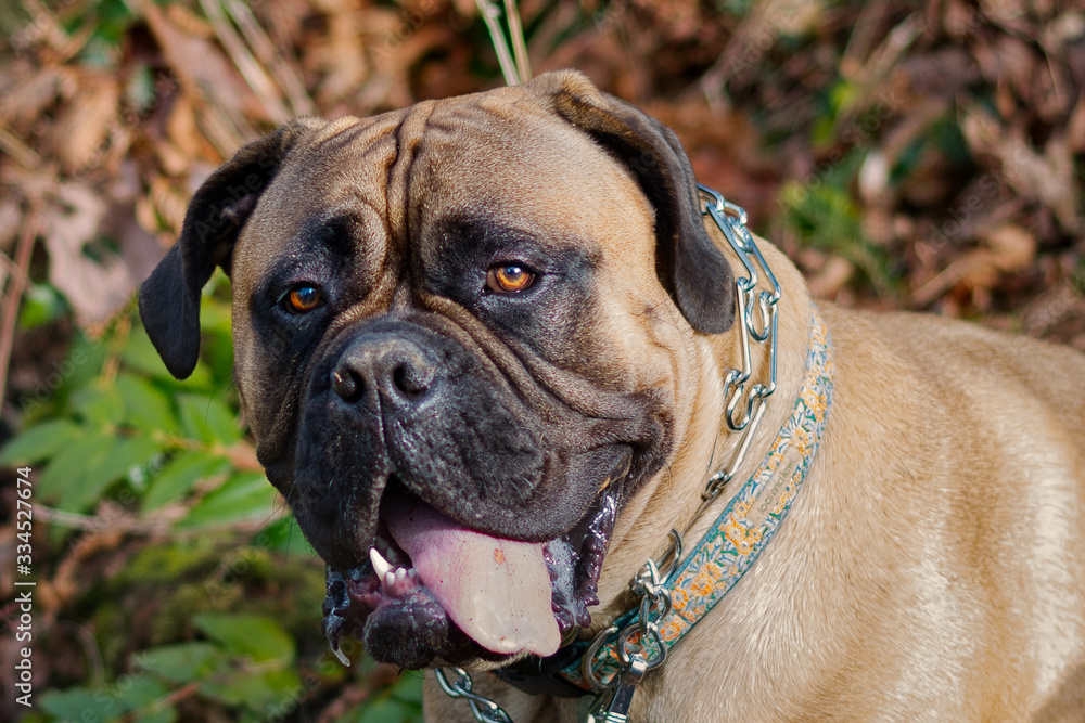 020-03-28 A CLOSE UP OF A TIRED BULLMASTIFF WITH ITS TOUNGE STICKING OUT