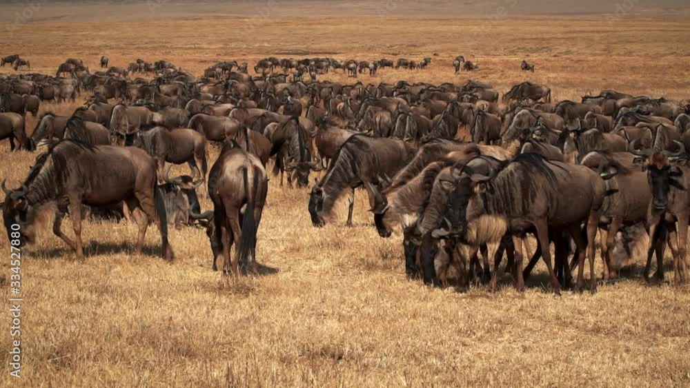 Herd of Wildebeests eating Serengeti Tanzania Herd of Wildebeests eating Serengeti Tanzania