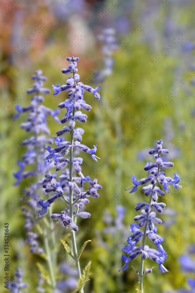 Obraz premium Lacey Blue Russian sage