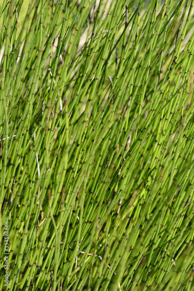 Obraz premium Water horsetail