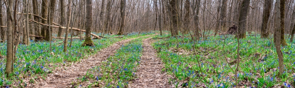 panorama of blue snowdrops in the forest and roads in spring in April. spring flowers in the sun. photo for the banner. spring composition panorama of blue snowdrops in the forest and roads in spring in April. spring flowers in the sun. photo for the banner. spring composition