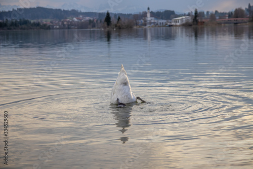 Tauchender Schwan auf See im Allgäu bei Abendsonne im Frühling