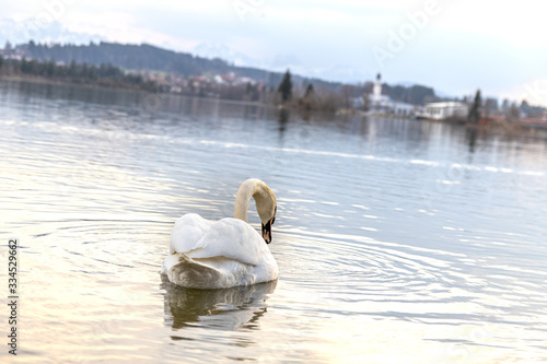 Schwan auf See im Allgäu bei Abendsonne im Frühling