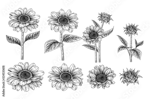 Sketch Floral decorative set. Sunflower drawings. Black and white with line art isolated on white backgrounds. Hand Drawn Botanical Illustrations. Elements vector.