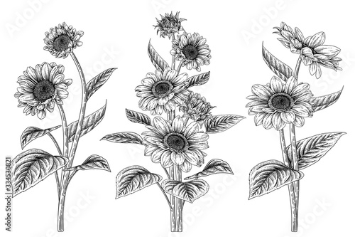 Sketch Floral decorative set. Sunflower drawings. Black and white with line art isolated on white backgrounds. Hand Drawn Botanical Illustrations. Elements vector.