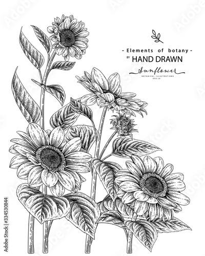 Wallpaper Mural Sketch Floral decorative set. Sunflower drawings. Black and white with line art isolated on white backgrounds. Hand Drawn Botanical Illustrations. Elements vector. Torontodigital.ca