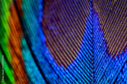 Peacock feather extreme macro bright colors