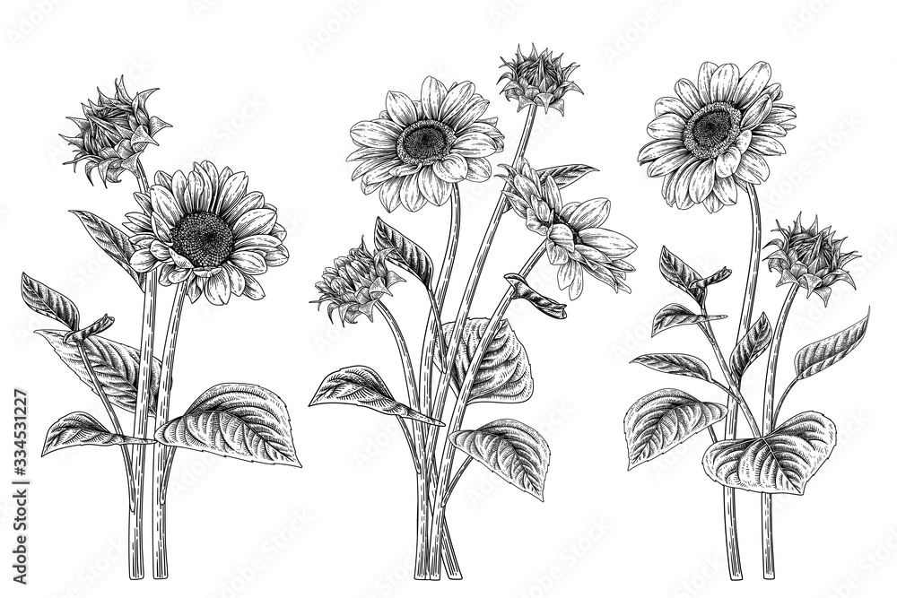 Sketch Floral decorative set. Sunflower drawings. Black and white with ...