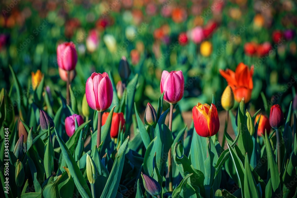 Obraz premium Tulip in farm