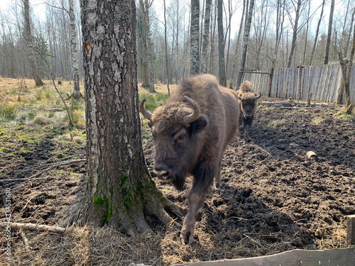 Wallpaper Mural Аurochs, bison. National reserve Smolensk Lakeland. Bison in natural habitat Torontodigital.ca