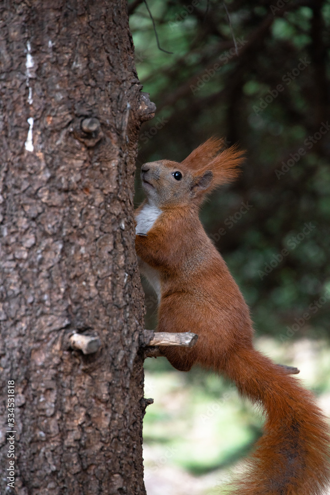 Red squirrel climbing on a tree Red squirrel climbing on a tree