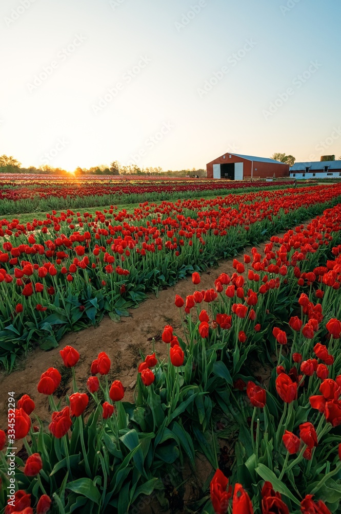 Tulip in farm