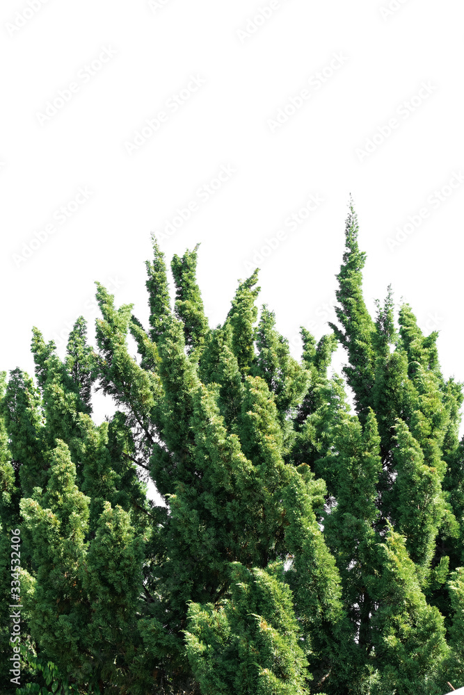Fototapeta premium Isolated tree on white background