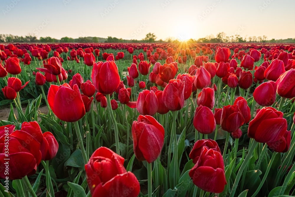 Tulip in farm sunrise