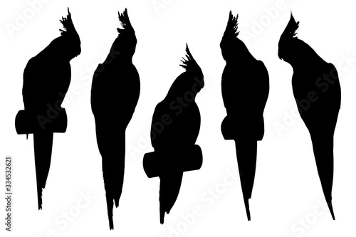Cockatiel parrot set silhouettes on white background