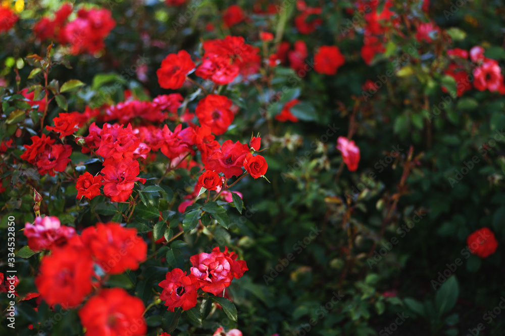 Red rose flowers in a park