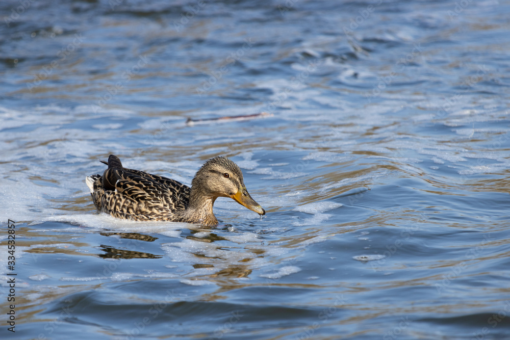 Duck floating down the river.(Anas platyrhynchos) Duck floating down the river.(Anas platyrhynchos)