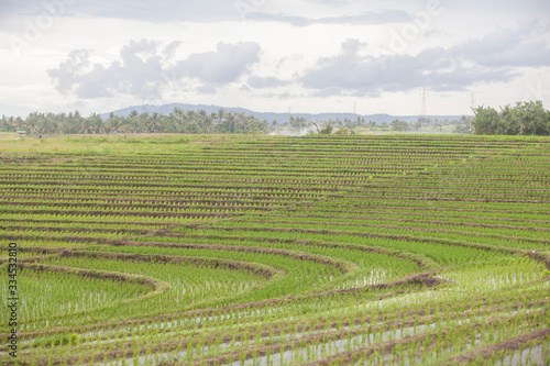 Beautiful rice terraces - Green juicy color - Bali - Indonesia