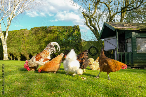Small, free range flock of hens together with a cockerel, foraging for food in a large, private garden. An old Wendy house is seen, now used as a chicken coup. The birds are kept for there eggs. photo
