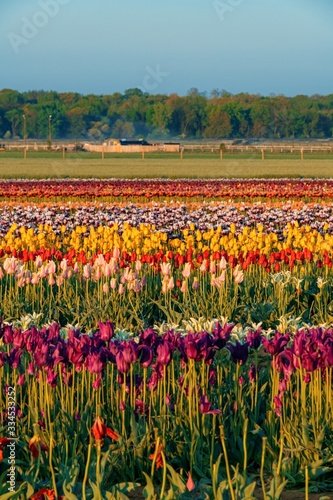 Wallpaper Mural Tulip in farm Torontodigital.ca