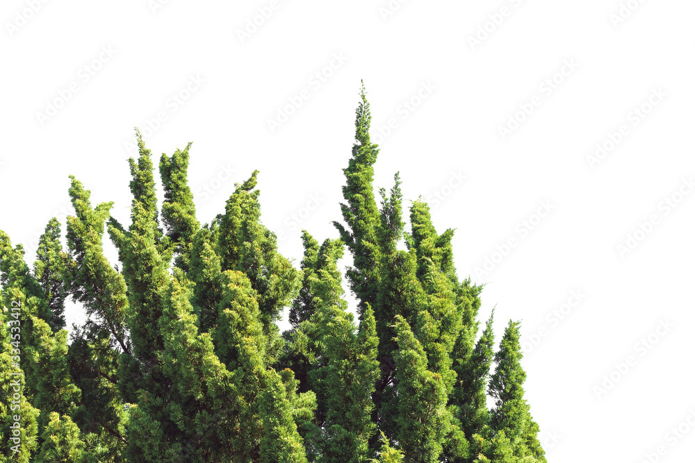 Isolated tree on white background Isolated tree on white background