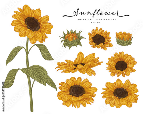 Sketch Floral decorative set. Sunflower drawings. Highly-detailed line art isolated on white backgrounds. Hand Drawn Botanical Illustrations. Elements vector.