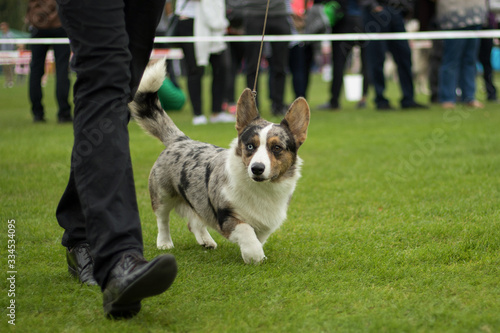 Photography Welsh Corgi Cardigan dog during the show in the ring