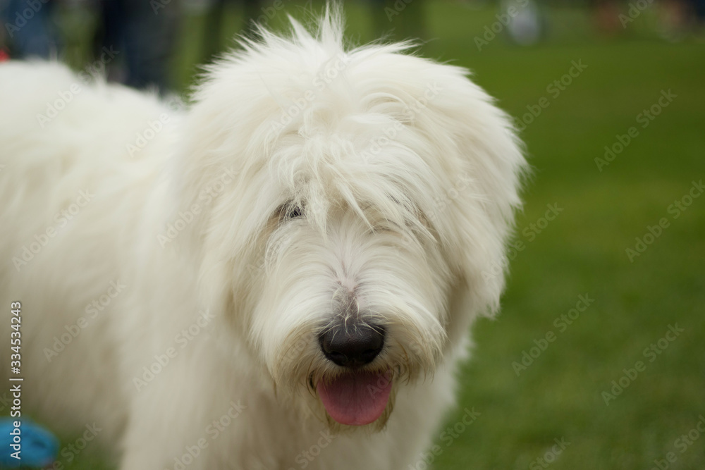 Dogs resting before or after being shown in the ring during the dog show