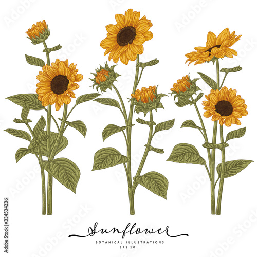 Sketch Floral decorative set. Sunflower drawings. Highly-detailed line art isolated on white backgrounds. Hand Drawn Botanical Illustrations. Elements vector.