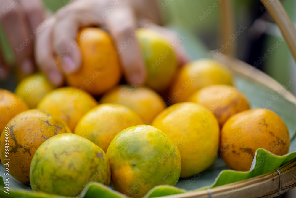 Somebody's hand is grapping one of group of tangerine in the basket in the soft light of the morning. Somebody's hand is grapping one of group of tangerine in the basket in the soft light of the morning.