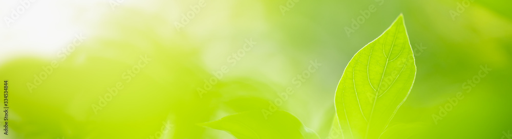 Close up beautiful nature view green leaf on blurred greenery background under sunlight with bokeh and copy space using as background natural plants landscape, ecology cover concept. Close up beautiful nature view green leaf on blurred greenery background under sunlight with bokeh and copy space using as background natural plants landscape, ecology cover concept.