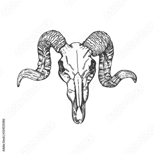 Ram skull hand drawn vector sketch. Animal skull with horns isolated on  white background. Skull tattoo design. Stock Vector | Adobe Stock