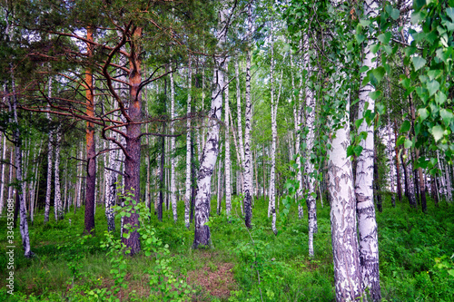 Fototapeta Naklejka Na Ścianę i Meble -  Summer landscape birch grove close-up. Trunks of birch trees close up in grove.