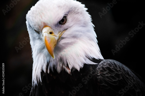 portrait of an eagle