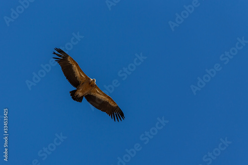 Griffon vulture  Gyps fulvus  in flight over the Sierra de Grazalema in Andalusia  Spain.