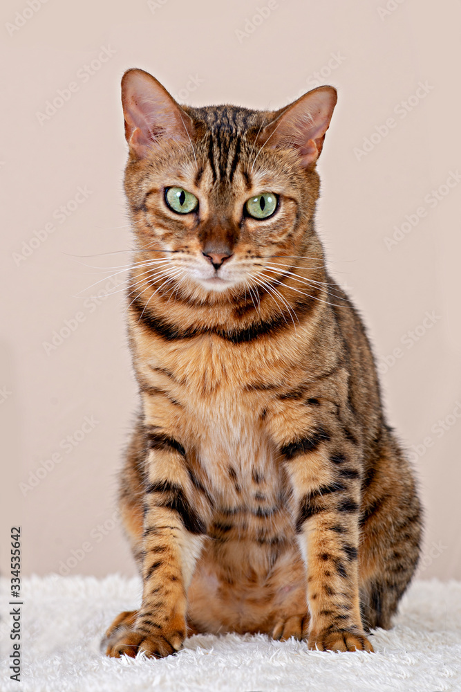 Bengal cat sitting doing pose on studio background Bengal cat sitting doing pose on studio background