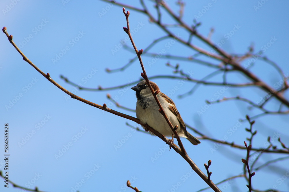 Obraz premium bird on branch