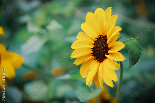 Close view of   Sunflower blossom in a blurry background.Perennial sunflower is a crop of sunflowers that are developed by crossing wild perennial and domestic annual sunflower species.