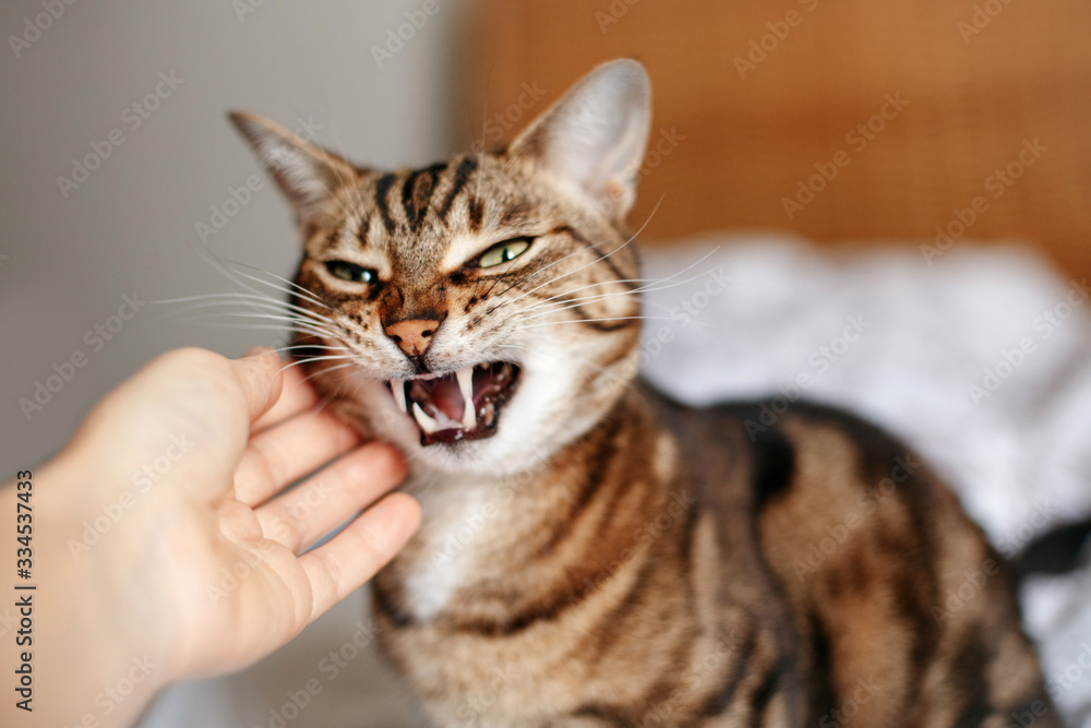 Sneaky Angry Suspecting Menacing Judging Cat Face · Creative Fabrica